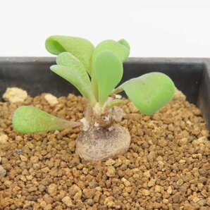 4630 「塊根植物」オトンナ ピグマエア 実生 植え【発根未確認・多肉植物・ Othonna pygmaea】の画像1