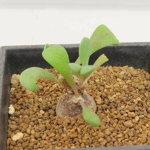 4630 「塊根植物」オトンナ ピグマエア 実生 植え【発根未確認・多肉植物・ Othonna pygmaea】の画像5