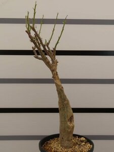 2060 「塊根植物」セサモタムヌス ルガーディー 植え【発根・Sesamothamnus lugardii・多肉植物】