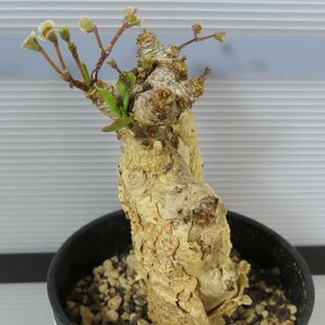 2341 「多肉植物】ユーフォルビア スパポダ 植え【未発根・Euphorbia subapoda・スパポーダ】の画像1
