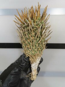 2695 「多肉植物」ユーフォルビア スコエンランディ中 抜き苗【最新到着・Euphorbia schoenlandii・闘牛角・塊根植物】