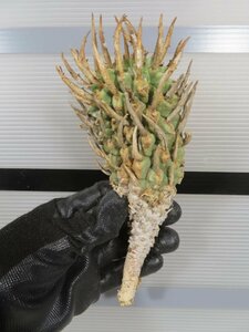 2681 「多肉植物」ユーフォルビア スコエンランディ 抜き苗【最新到着・Euphorbia schoenlandii・闘牛角・塊根植物】