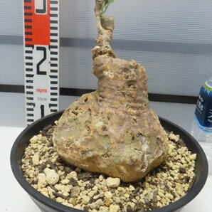 2918 「塊根植物」フォッケア ムルチフローラ【発根未確認・Fockea multiflora・多肉植物】の画像5