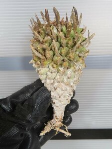 2687 「多肉植物」ユーフォルビア スコエンランディ 抜き苗【最新到着・Euphorbia schoenlandii・闘牛角・塊根植物】