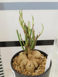 4674 「多肉植物I】モナデニウム モンタナム 植え【・発根・Monadenium montanum】