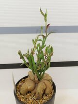 4676 「多肉植物I】モナデニウム モンタナム 植え【・発根・Monadenium montanum】_画像1