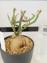 4670 「多肉植物I】モナデニウム モンタナム 植え【・発根・Monadenium montanum】_画像5