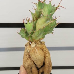 4248 「多肉植物」ユーフォルビア トルチラマ 抜き苗【最新到着・塊根植物・Euphorbia tortirama】の画像1