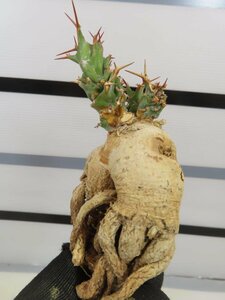 4250 「多肉植物」ユーフォルビア トルチラマ 抜き苗【最新到着・塊根植物・Euphorbia tortirama】