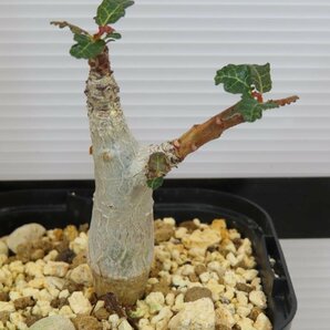 4614 「塊根植物」ボスウェリア ナナ 植え【発根・Boswellia nana・希少・多肉植物】の画像1