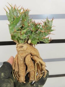 4251 「多肉植物」ユーフォルビア トルチラマ 抜き苗【最新到着・塊根植物・Euphorbia tortirama】