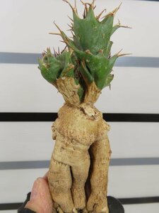 4252 「多肉植物」ユーフォルビア トルチラマ 抜き苗【最新到着・塊根植物・Euphorbia tortirama】