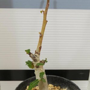 4615 「塊根植物」ボスウェリア ナナ 植え【発根・Boswellia nana・希少・多肉植物】の画像7