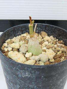 6907 「実生」マテレア シクロフィラ 植え【発根開始・Matelea cyclophylla・多肉植物・Gonolobus cyclophyllus】