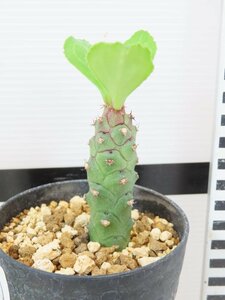 6970 「塊根植物」モナデニウム リチェイ マルサビテンセ 植え【発根・多肉植物・monadenium ritchii var.marsabitense】