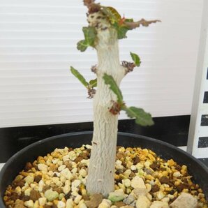 6952 「塊根植物」ボスウェリア ナナ 植え【多分発根開始・Boswellia nana・希少・多肉植物】の画像5