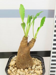 6959 「多肉植物】ユーフォルビア フィッシュスケール 植え【発根未確認・Euphorbia fish bone】