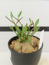 6993 「多肉植物I】モナデニウム モンタナム 植え【・発根・Monadenium montanum】_画像1