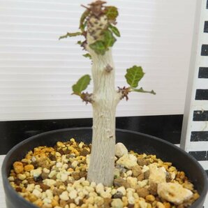6952 「塊根植物」ボスウェリア ナナ 植え【多分発根開始・Boswellia nana・希少・多肉植物】の画像4