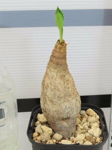 6961 「多肉植物】ユーフォルビア フィッシュスケール 植え【発根未確認・Euphorbia fish bone】