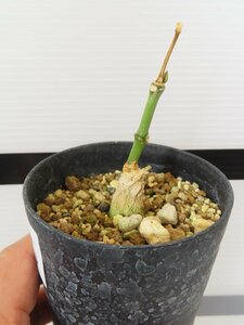 6906 「実生」マテレア シクロフィラ 植え【発根開始・Matelea cyclophylla・多肉植物・Gonolobus cyclophyllus】