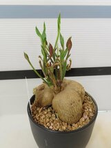 6997 「多肉植物I】モナデニウム モンタナム 植え【・発根・Monadenium montanum】_画像1