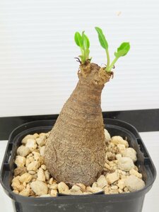 6958 「多肉植物】ユーフォルビア フィッシュスケール 植え【発根未確認・Euphorbia fish bone】