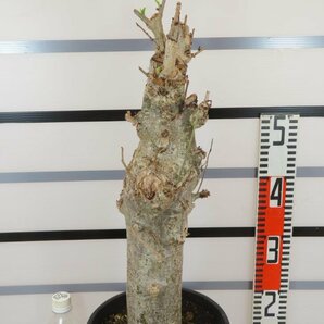 8196 「塊根植物」アダンソニア バオバブ 植え【発根未確認・芽吹き・adansonia】の画像3