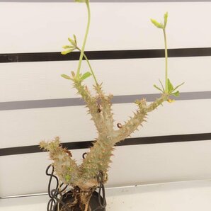 9098 「実生」パキポディウム マカイエンセ 抜き苗【種から発芽・畑に地植え株・Pachypodium makayense・塊根植物】の画像2