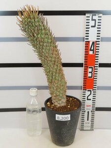 8200 「多肉植物」ユーフォルビア スコエンランディ大 植え【発根未確認・Euphorbia schoenlandii・闘牛角・塊根植物】