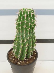 8271 「多肉植物」ユーフォルビア　コルムナリス【美株・発根・Euphorbia columnaris】