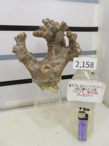 2158 「塊根植物」パキポディウム ブレビカリックス 抜き苗【最新到着・brevicalyx・根切確認済・購入でパキプス種子プレゼント】