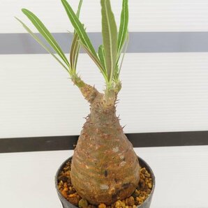 3091 「塊根植物」パキポディウム グラキリス S 植え【発根未確認・gracilius・購入でパキプス種子プレゼント】の画像5