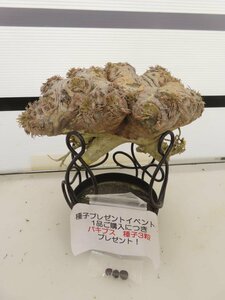 2123 「塊根植物」パキポディウム 恵比寿笑い 大 抜き苗【最新到着・brevicaule・根切確認済・購入でパキプス種子プレゼント】