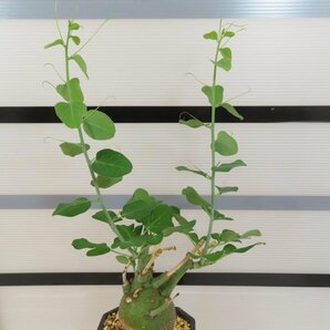 3053 「塊根植物」アデニア スピノーサ 植え【発根未確認・Adenia spinosa・多肉植物・丸株・購入でパキプス種子プレゼント】の画像4