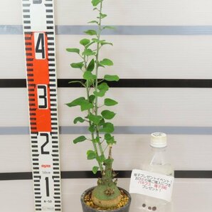 3052 「塊根植物」アデニア スピノーサ 植え【発根未確認・Adenia spinosa・多肉植物・丸株・購入でパキプス種子プレゼント】の画像2