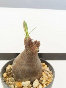 3116 「塊根植物」パキポディウム グラキリス S 植え【発根未確認・gracilius・購入でパキプス種子プレゼント】