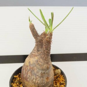 3079 「塊根植物」パキポディウム グラキリス S 植え【発根未確認・gracilius・購入でパキプス種子プレゼント】の画像4