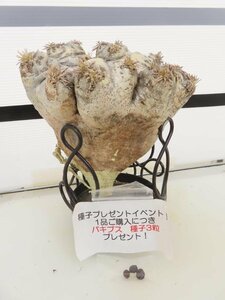 2118 「塊根植物」パキポディウム 恵比寿笑い 大 抜き苗【最新到着・brevicaule・根切確認済・購入でパキプス種子プレゼント】