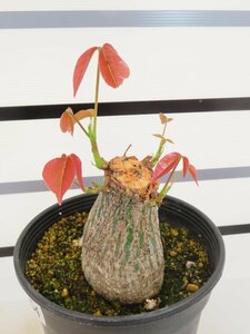 3154 「塊根植物」プセウドボンバックス エリプティクム 植え【Pseudobombax ellipticum・発根・購入でパキプス種子プレゼント】