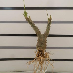 4332 「実生」パキポディウム マカイエンセ 抜き苗【種から発芽・畑に地植え株・Pachypodium makayense・塊根植物】の画像4