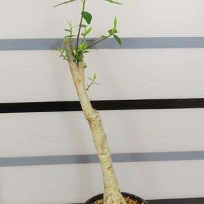 4081 「塊根植物」ユーフォルビア マハボボケンシス大 植え【多肉植物・発根未確認・Euphorbia mahabobokensis】の画像3
