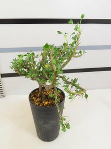 4022 「多肉植物」サルコカウロン バンデリエティアエ 植え【発根未確認・Sarcocaulon vanderietiae】