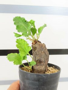 4043 「塊根植物」ペラルゴニウム SP ノヴァ 植え【発根未確認・Pelargonium sp.nova・多肉植物】