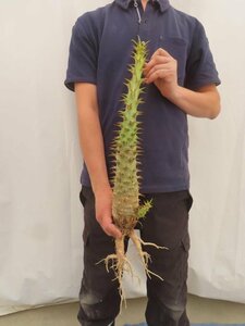 4344 「実生」パキポディウム アンボンゲンセ 大 抜き苗【種から発芽・畑に地植え株・Pachypodium・葉落ちします・】