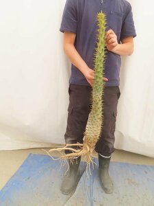 4352 「実生」パキポディウム アンボンゲンセ 大 抜き苗【種から発芽・畑に地植え株・Pachypodium・葉落ちします・】