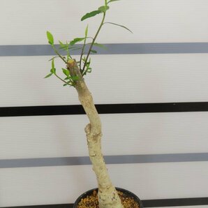 4081 「塊根植物」ユーフォルビア マハボボケンシス大 植え【多肉植物・発根未確認・Euphorbia mahabobokensis】の画像2
