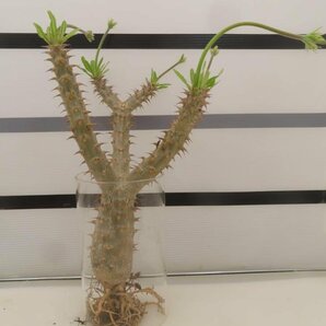 4329 「実生」パキポディウム マカイエンセ 抜き苗【種から発芽・畑に地植え株・Pachypodium makayense・塊根植物】の画像3