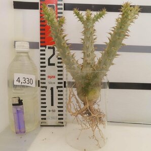 4330 「実生」パキポディウム マカイエンセ 抜き苗【種から発芽・畑に地植え株・Pachypodium makayense・塊根植物】の画像2