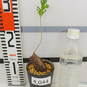 4044 「塊根植物」ペラルゴニウム SP ノヴァ 植え【発根未確認・Pelargonium sp.nova・多肉植物】の画像4